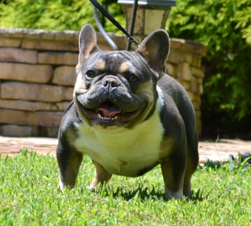 Husky & Coy Frenchie Puppies for Sale | Sanders Frenchies