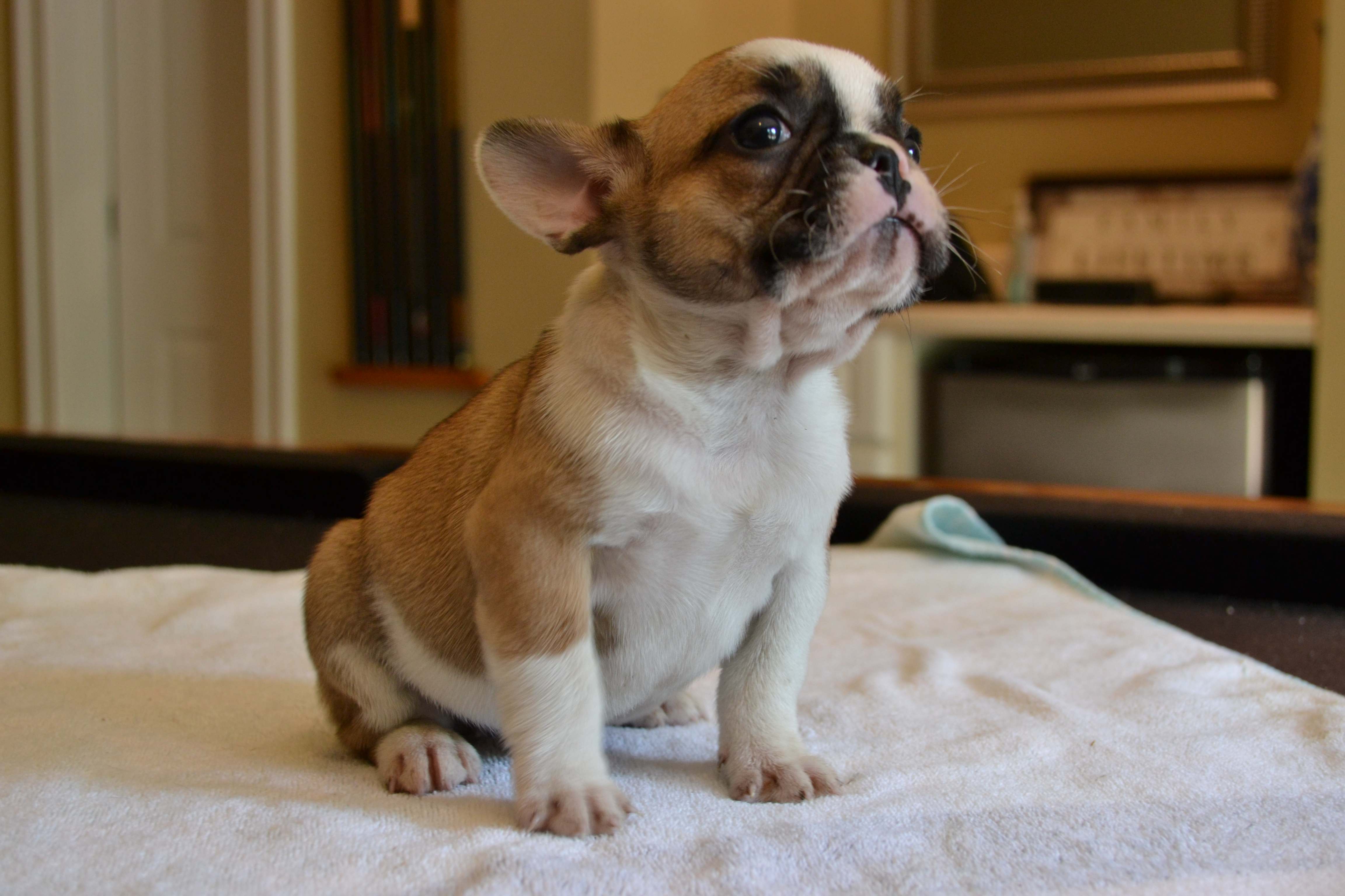 French Bulldogs for Sale in Georgia | Sanders Frenchies